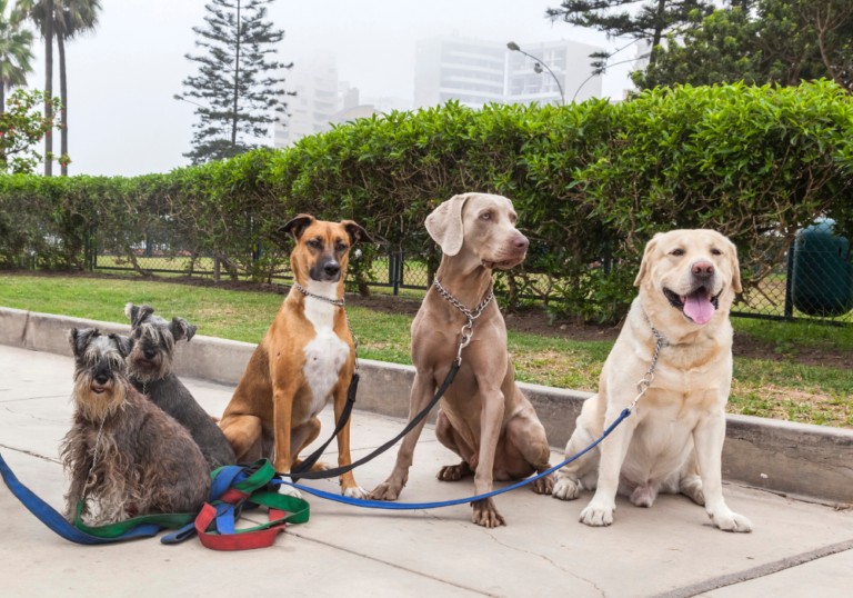 Dogs